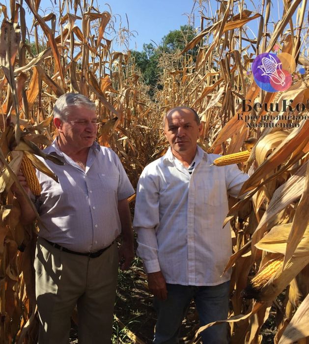 Жүгері, жүгері тұқымы, жүгері дәні