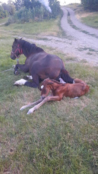 Vand sau schimb manz