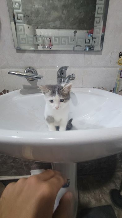 Sinyarita sotiladi  tozza mushuk doim yuvib taralgan