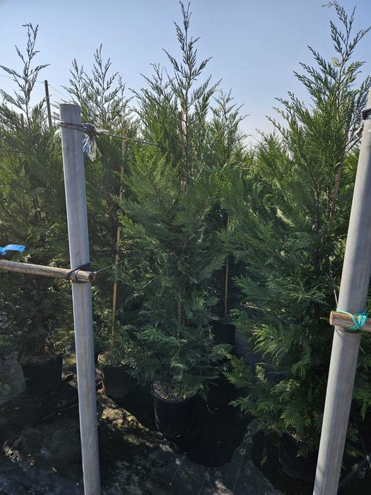 Leylandii Vesnic Verde pentru Exterior