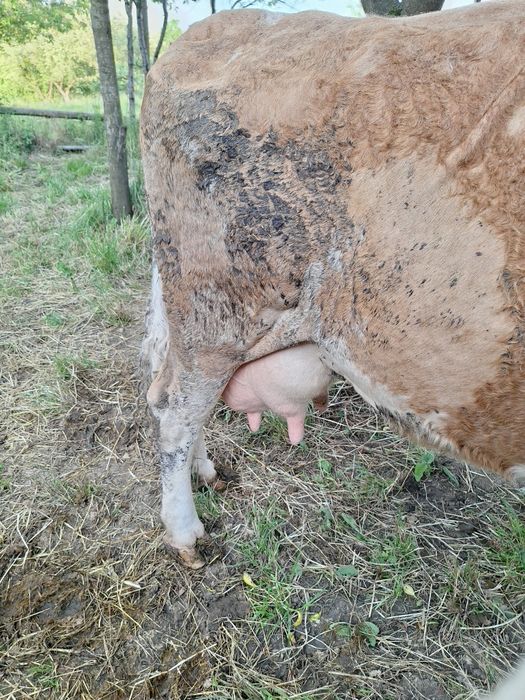 Vacă bălțată de vînzare .
