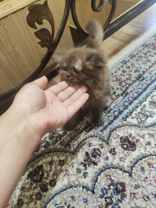 Продается котенок