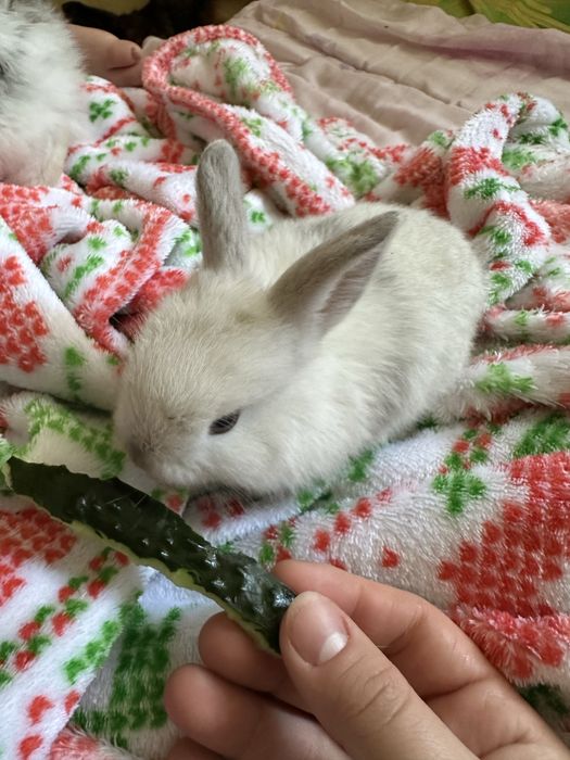 Продадим крольчат