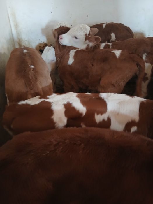 Taurasi și vitele baltati