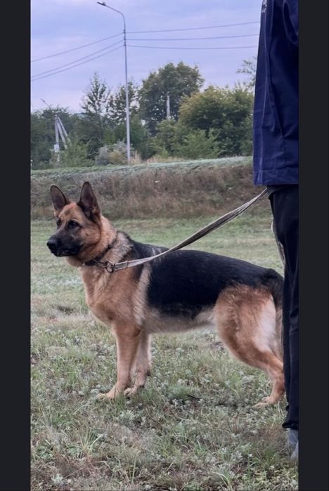 Щенки немецкой овчарки,