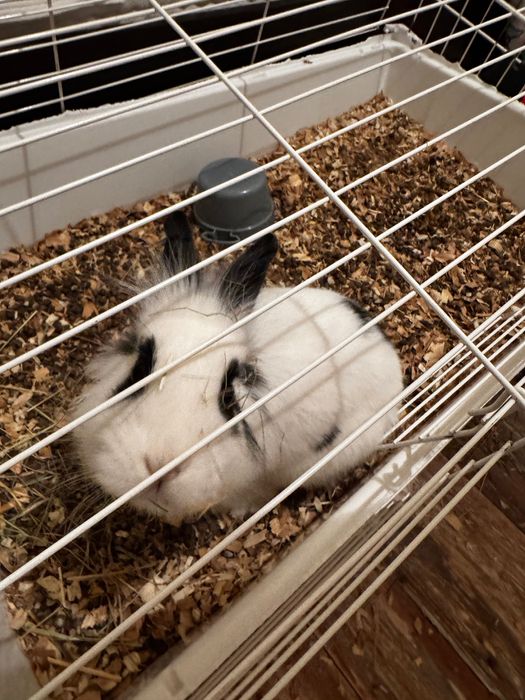 Декоративно черно-бяло зайче търси нов дом.