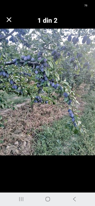 Vand prune Anna speth