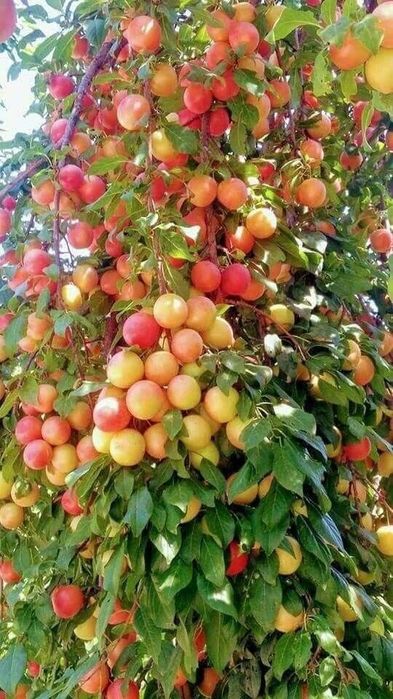 Саженцы Кошет туя туй смарагд