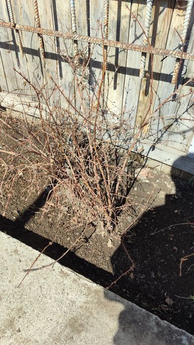 Ель,ель,ель,ель,ель