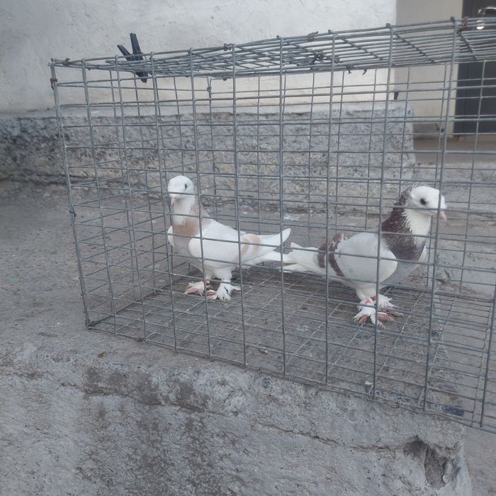 Такла насачуби двух чуби пара гатовый