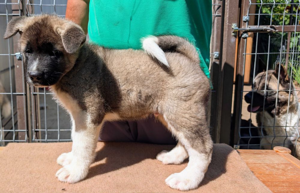 Mascul Akita American - linie de sânge PREMIUM - GRI deschis