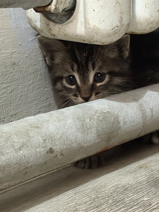Котята 1 меесяц