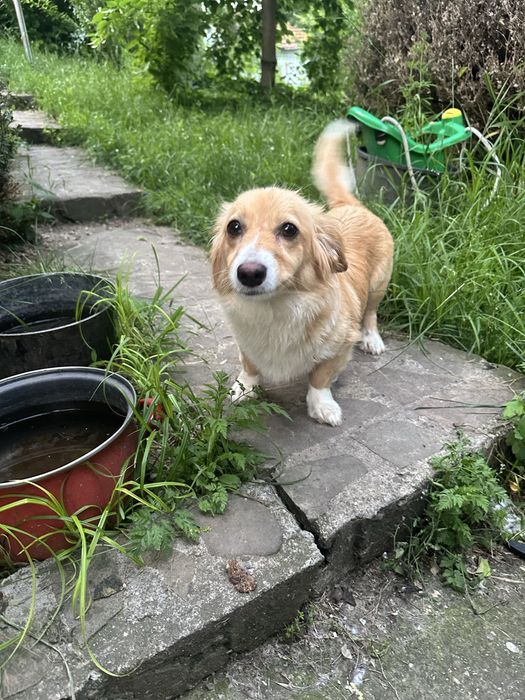 Adoptie fetita metis
