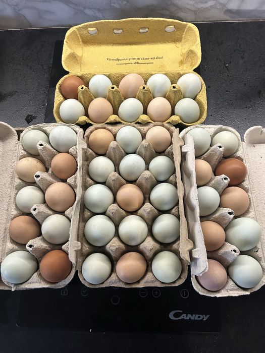 Ouă colorate pentru incubat – 4 lei/buc – doar Brașov