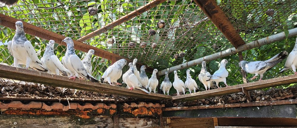 Продавам Софийски гълъби