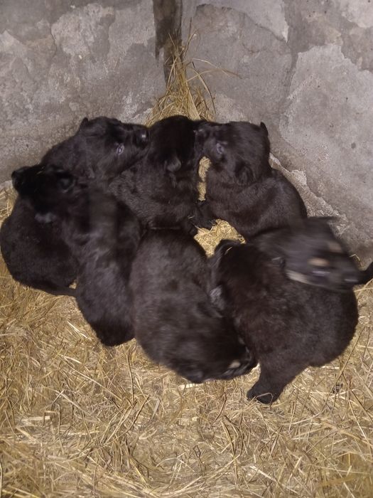 Щенки немецкой овчарки