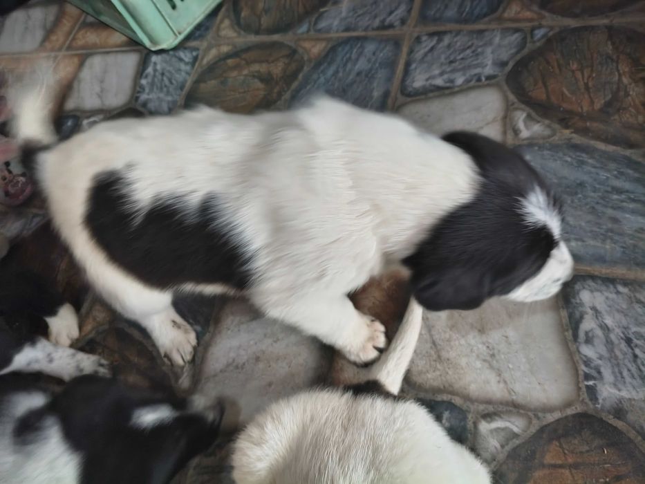 Подарявам Кученца!