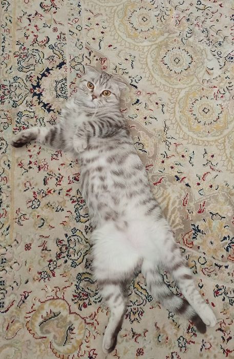 Котята шотландские