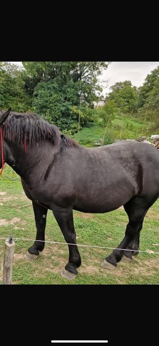 Vând mânz de 2 ani