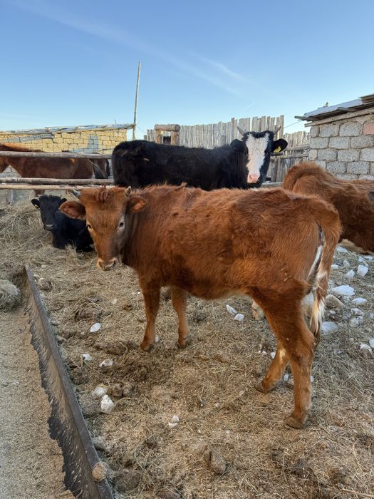 Продам 3 телкиии