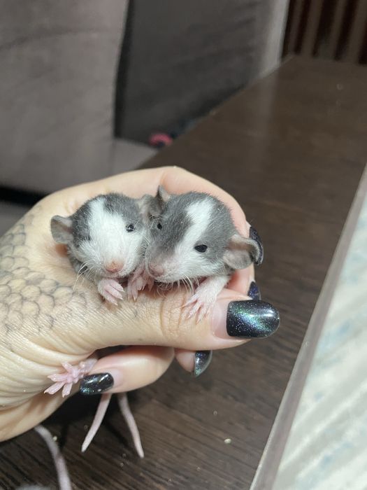 Крыски Дамбо разных возрастов