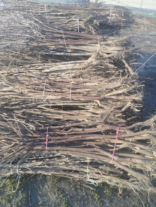 Самарканд оптим кучат бор