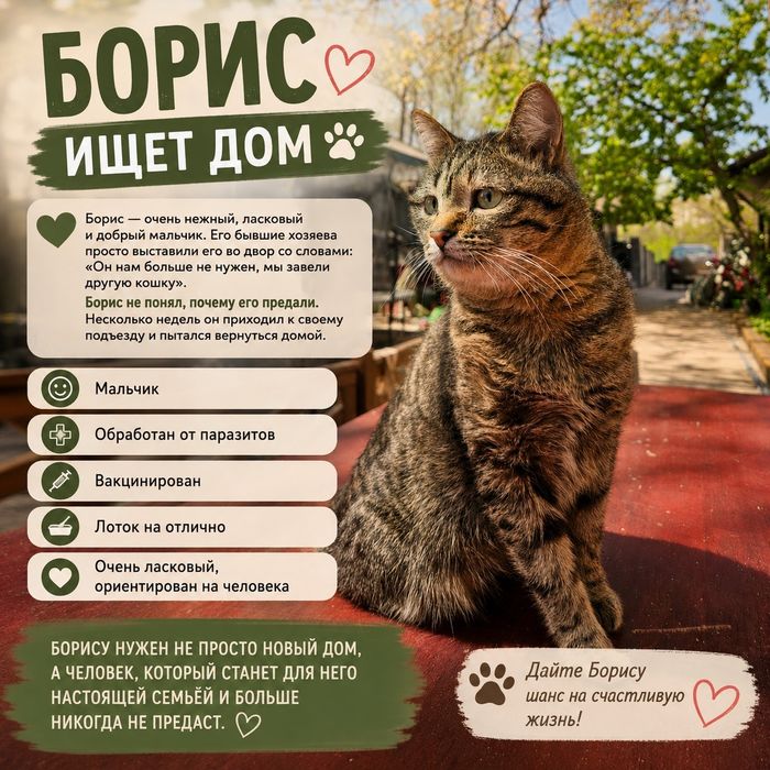 Котик Борис ищет дом!