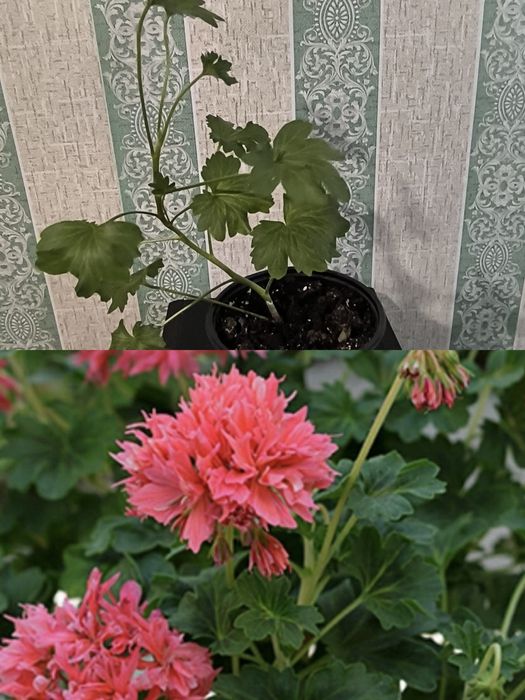 Комнатные красивые цветы.