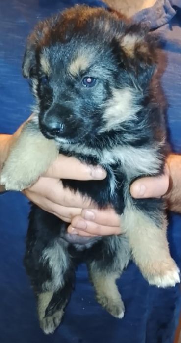 Срочно Отдам 2-х щенков девочек.