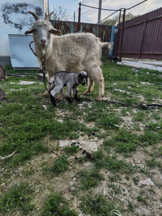 Ешкі лақ занен ешкілер