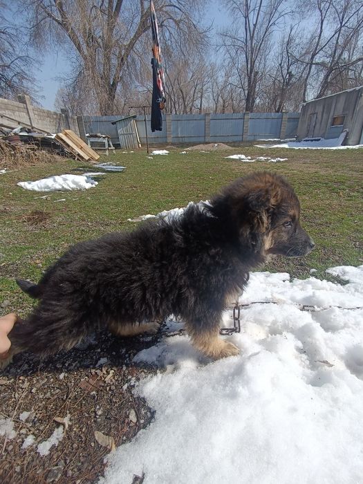 Продам щенка немецкой овчарки