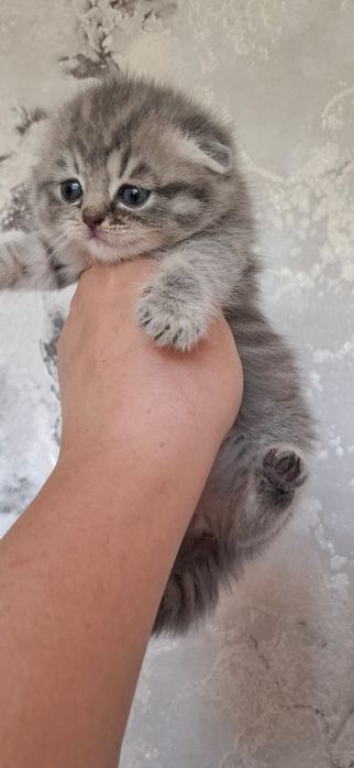 Чистокровные Шотландцы.