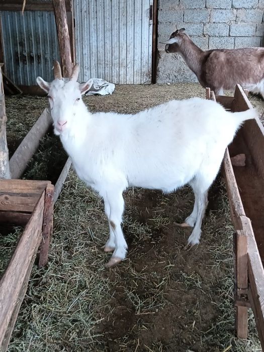 Сутті орыс ешкілер сатылады