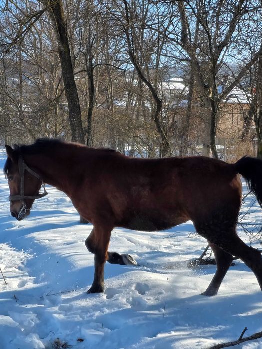 Vând mânză de 2 ani