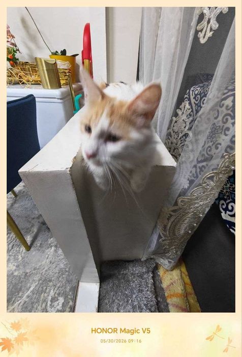 Кошка, стерилизованная, очень милая подруга