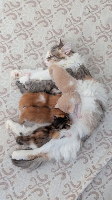 Отдам милых котят в добрые руки