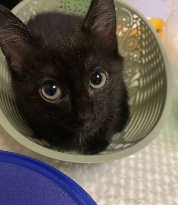 отдам котенка мальчика