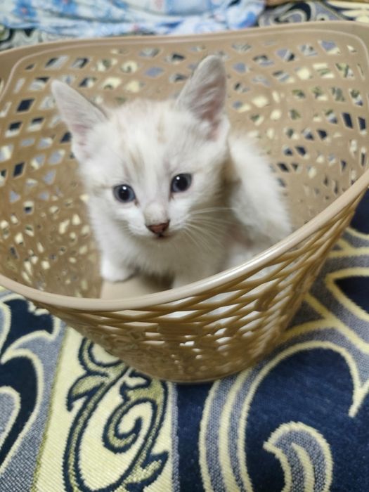 Котята ищут дом