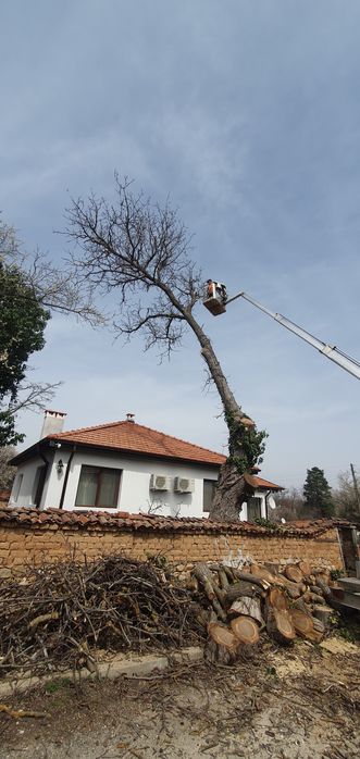 Премахване  и кастрене на дървета АРБОЛИФТ