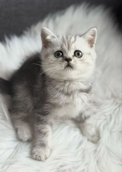 Серебро-Золото Котята•