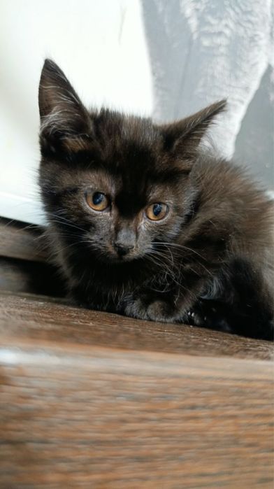 Котенок-девочка , 2,5 месяца
