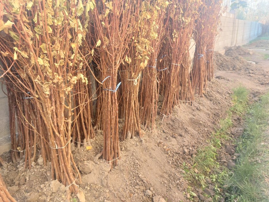 Мевали кучатлар бор. Олма нок урик гилос сотилади