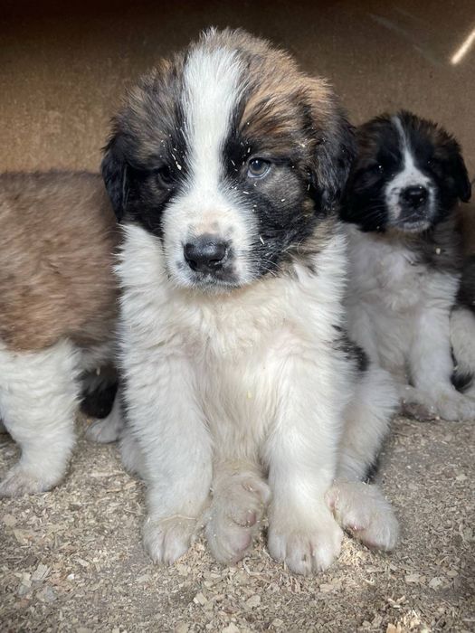 Московская сторожевая щенки