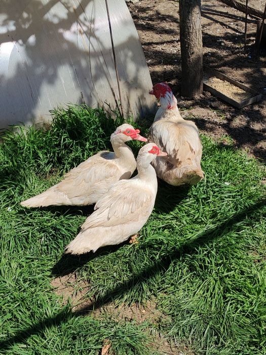 Vand doua rațe și un rățoi