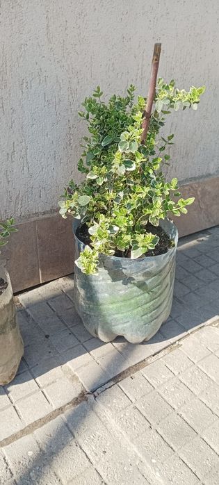 Продавам рози,алое,салвия,евонимус,чашкодрян,чемшир,делосперма