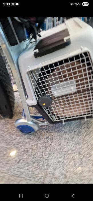 Cusca iata noua caini skudo 7 cu roti si stickere