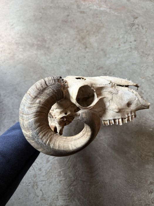 Продава се!!! Череп овен