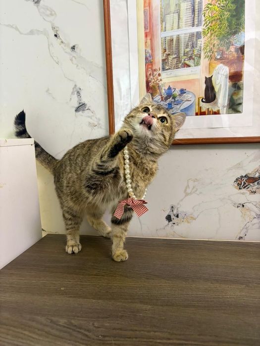 Кошечка в добрые руки