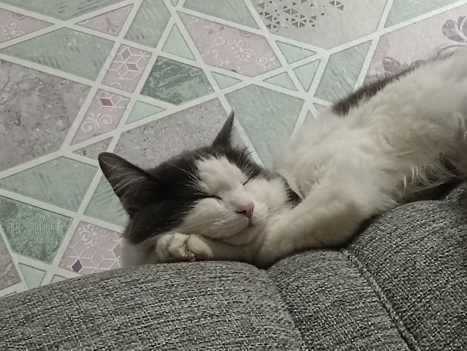 Отдам кота 10 месяцев