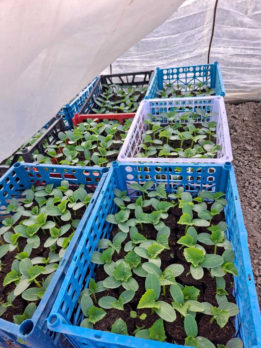 Bodring ko'chati (KIBAN)